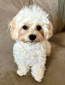 Milo the Maltipoo sitting pretty