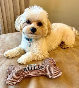 Milo the Maltipoo sitting with toy bone