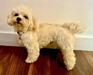 Milo the Maltipoo side profile (left)