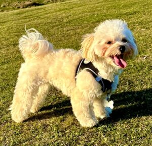 Milo the Maltipoo side profile (right)
