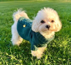 Milo the Maltipoo with green jumper