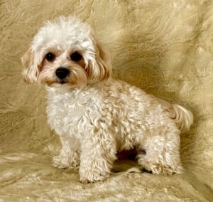 Milo the Maltipoo sitting on plush blanket