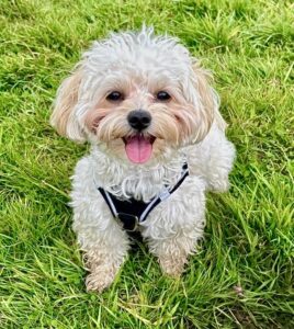 Milo the Maltipoo sitting on grass