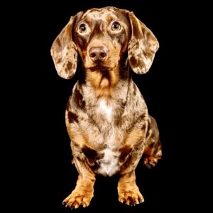 Nala the Mini Dachshund frontal