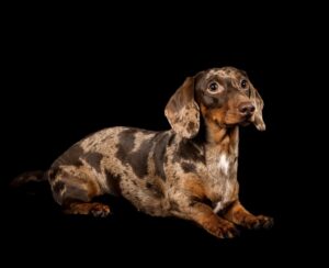 Nala the Mini Dachshund lying down