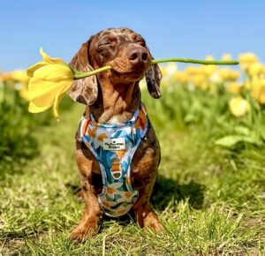 Nala the Mini Dachshund holding flower in mouth