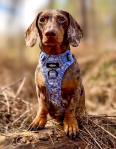 Nala the Mini Dachshund with blue harness