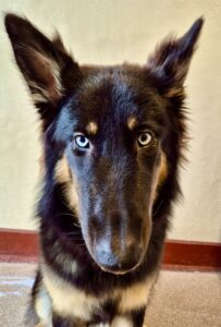 Nova the Shepsky headshot