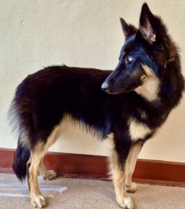 Nova the Shepsky looking left