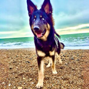 Nova the Shepsky at the seaside