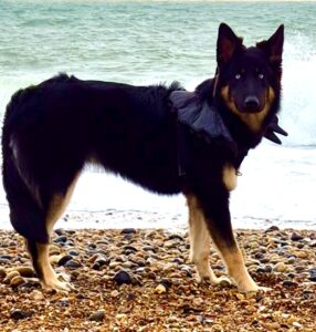 Nova the Shepsky on the beach