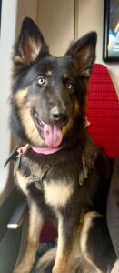Nova the Shepsky with tongue out