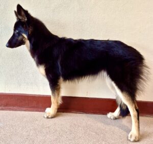 Nova the Shepsky side profile left