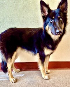 Nova the Shepsky standing