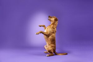 Red Labrador sitting on hing legs with paws up