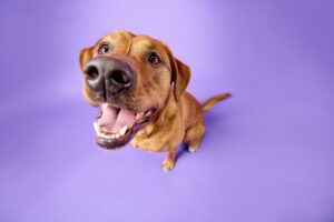 Red Labrador with its mouth open and nose to camera