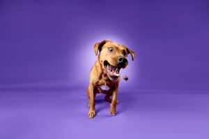 Red Labrador catching a treat