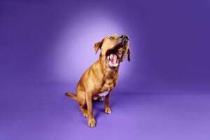 Red Labrador catching a treat with its mouth wide open