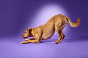 Red Labrador bowing down on front legs with it's bum in the air