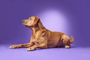 Red Labrador laying down and looking left