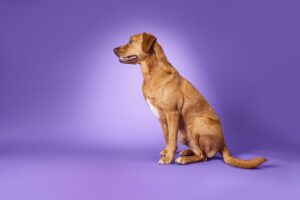 Red Labrador side left profile
