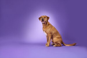 Red Labrador sitting on a purple background and looking at the camera