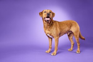 Red Labrador standing and looking towards the camera
