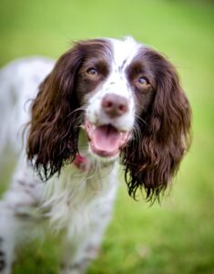 Rain the Cocker Spaniel close up with tongue out