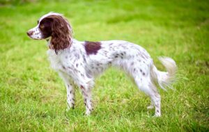 Rain the Cocker Spaniel side profile (left)