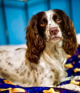 Rain the Cocker Spaniel headshot