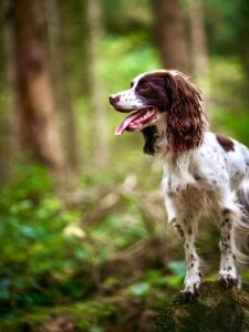 Rain the Cocker Spaniel on log