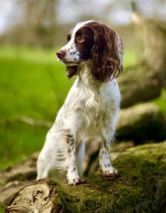 Rain the Cocker Spaniel sitting on log looking left
