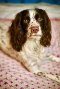 Rain the Cocker Spaniel on pink blanket
