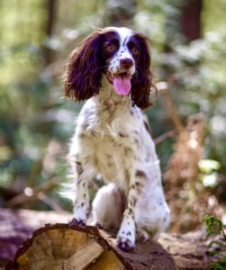 Rain the Cocker Spaniel sitting on log