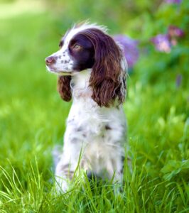 Rain the Cocker Spaniel looking left