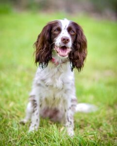 Rain the Cocker Spaniel sitting on grass