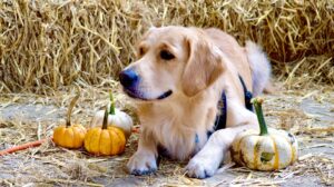 Ralph the Golden Retriever laying with props