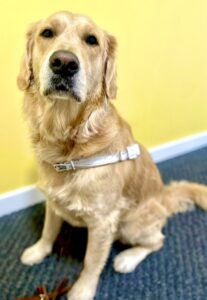 Ralph the Golden Retriever sitting looking at camera