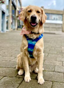 Ralph the Golden Retriever with harness and bow tie