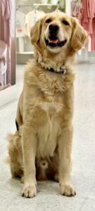 Ralph the Golden Retriever sitting for photo