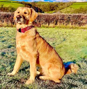 Ralph the Golden Retriever sitting side on