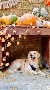 Ralph the Golden Retriever posing with pumpkins