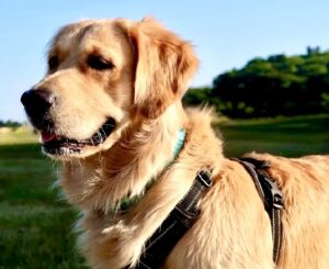 Ralph the Golden Retriever side profile (left)