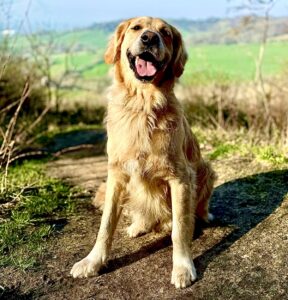 Ralph the Golden Retriever looking happy on a walk