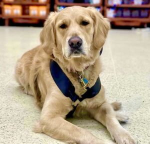 Ralph the Golden Retriever laying down