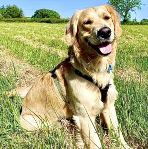 Ralph the Golden Retriever in grass with tongue out