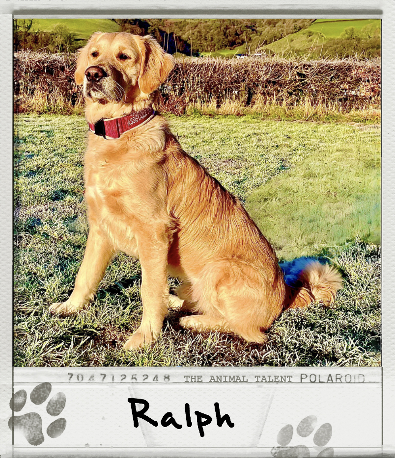 Ralph the Golden Retriever Polaroid