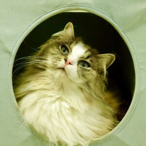 Ronnie the Ragdoll head tilt
