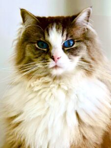 Ronnie the Ragdoll with blue eyes