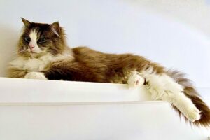 Ronnie the Ragdoll laying down on ledge